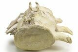 Articulated Fossil Plesiosaur (Zarafasaura) Vertebrae - Morocco #334776-11